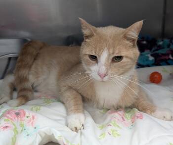 Copper -  Domestic Short Hair Cat for Adoption in New Ulm, Minnesota - Copper | PetCurious