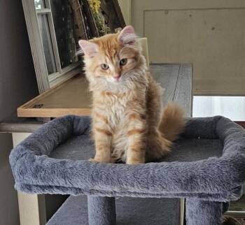 Sunny -  Domestic Medium Hair Cat for Adoption in Maineville, Ohio - Sunny | PetCurious