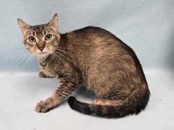 Marmalade -  Domestic Short Hair Cat for Adoption in Minneapolis, Minnesota - Marmalade | PetCurious