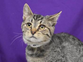 Romeo -  Domestic Short Hair Cat for Adoption in Portland, Oregon - Romeo | PetCurious