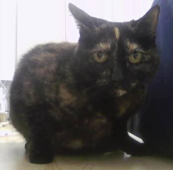 Domestic Short Hair Cats Available for Adoption in Dayton, Minnesota - Barbara | PetCurious