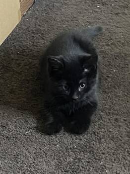 SHADOW -  Domestic Short Hair Cat for Adoption in Colorado Springs, Colorado - SHADOW | PetCurious