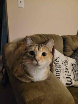 Rescue Domestic Short Hair Cats for Adoption in WDM, Iowa - Miso (Momma Miso) | PetCurious