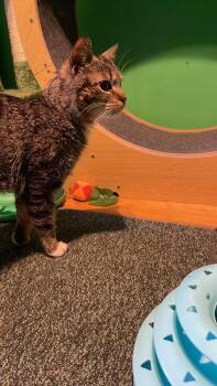 Domestic Short Hair Cats Available for Adoption in Chicago, Illinois - Frog | PetCurious