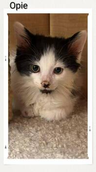 Opie -  Domestic Medium Hair Cat for Adoption in Caistor Centre, Ontario - Opie | PetCurious