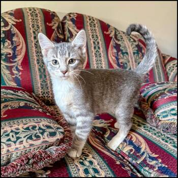 Rescue Domestic Short Hair and Tabby Cats for Adoption in Roswell, Georgia - Dribble | PetCurious