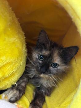 Chandelle: DLH (FCID# 04/29/2026-32 Glen Mills PS) -  Domestic Long Hair and Tortoiseshell Cat for Adoption in Greenville, Delaware - Chandelle: DLH (FCID# 04/29/2026-32 Glen Mills PS) | PetCurious