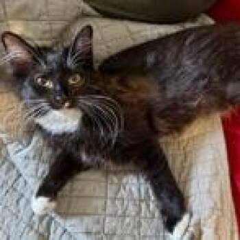 Rescue Domestic Medium Hair Cats for Adoption in Richmond, Virginia - Denver | PetCurious