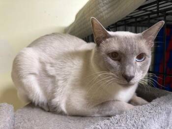 Siamese Cats Available for Adoption - Nimbus | PetCurious