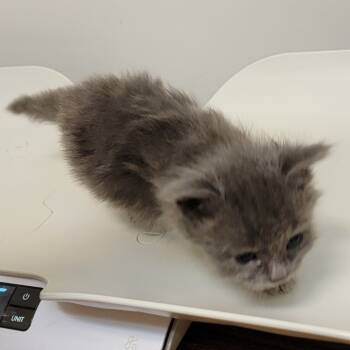 Rescue Domestic Medium Hair Cats for Adoption in Coos Bay, Oregon - Web | PetCurious