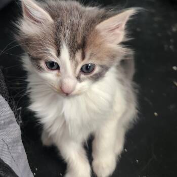 Domestic Short Hair Cats Available for Adoption - Aster In Nokesville, VA | PetCurious