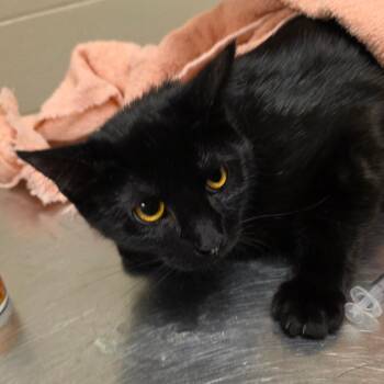 Domestic Short Hair Cats Available for Adoption in Bristol, Indiana - Camilla | PetCurious