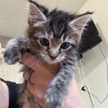 Furby -  Domestic Short Hair Cat for Adoption in Buffalo, Minnesota - Furby | PetCurious