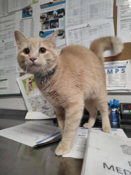 Domestic Short Hair Cats Available for Adoption - Proton | PetCurious