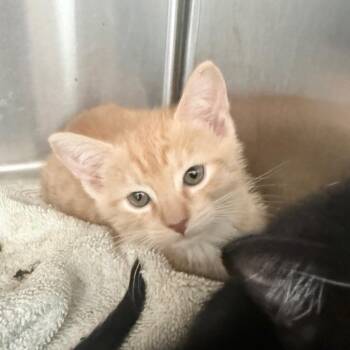 Salmon -  Domestic Short Hair Cat for Adoption in Jupiter, Florida - Salmon | PetCurious