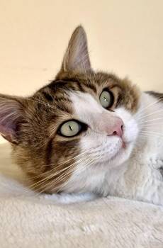 Leopoldo -  Domestic Medium Hair Cat for Adoption in San Anselmo, California - Leopoldo | PetCurious