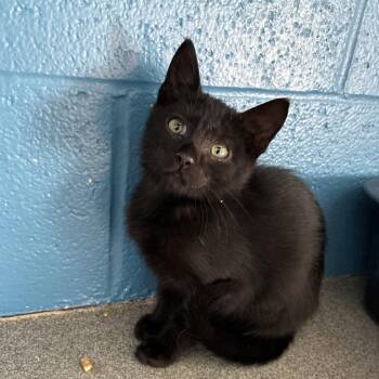 Insincere -  Domestic Short Hair Cat for Adoption in Carencro, Louisiana - Insincere | PetCurious