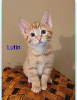 Lutin -  Domestic Short Hair Cat for Adoption in Sainte-martine, Quebec - Lutin | PetCurious