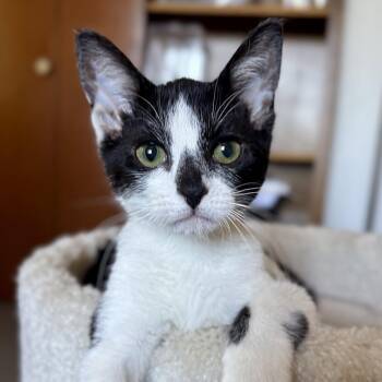 Celeste -  Domestic Short Hair Cat for Adoption in Sonora, California - Celeste | PetCurious