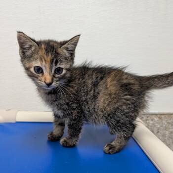 Phlegma -  Domestic Short Hair Cat for Adoption in Detroit Lakes, Minnesota - Phlegma | PetCurious