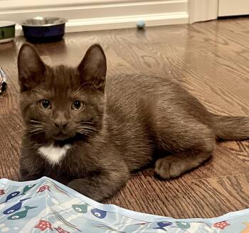 Soda -  Domestic Short Hair Cat for Adoption in Vaughan, Ontario - Soda | PetCurious