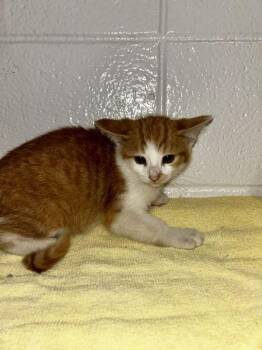 It`s Fine -  Domestic Short Hair Cat for Adoption in Spruce Pine, North Carolina - It`s Fine | PetCurious