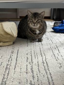 Domestic Short Hair Cats Available for Adoption in Manchester, New Hampshire - Thud- Looking For A Cat Friend | PetCurious