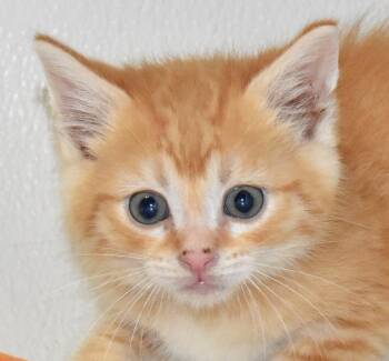 Rescue Domestic Short Hair Cats for Adoption in Springfield, Ohio - Lionel | PetCurious