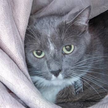 WILLIE -  Domestic Short Hair Cat for Adoption in St. Louis, Missouri - WILLIE | PetCurious