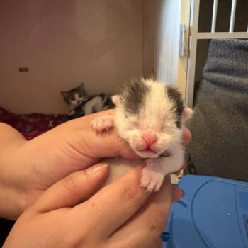 Domestic Short Hair Cats Available for Adoption in San Antonio, Texas - David | PetCurious