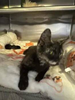 Mocha -  Domestic Short Hair Cat for Adoption in Wyoming, Michigan - Mocha | PetCurious
