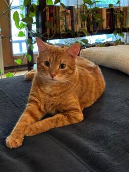 Coffee -  Domestic Short Hair Cat for Adoption in Chicago, Illinois - Coffee | PetCurious