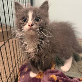 Phoenix -  Domestic Medium Hair Cat for Adoption in Potomac, Maryland - Phoenix | PetCurious