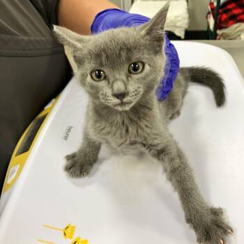 112501 -  Domestic Short Hair Cat for Adoption in Las Cruces, New Mexico - 112501 | PetCurious