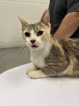 GIDGIT -  Domestic Short Hair Cat for Adoption in Indianapolis, Indiana - GIDGIT | PetCurious