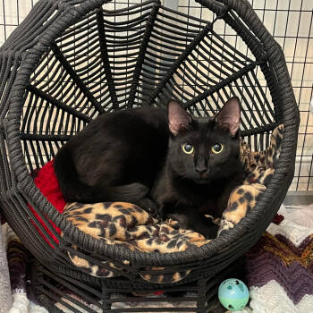 Rescue Domestic Short Hair Cats for Adoption in Johnson City, Tennessee - Coven | PetCurious