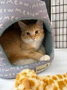 Bumper -  Domestic Short Hair Cat for Adoption in St. Cloud, Florida - Bumper | PetCurious