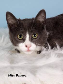 Miss Papaya (now Holly) -  Domestic Short Hair Cat for Adoption in Gilbert, Arizona - Miss Papaya (now Holly) | PetCurious