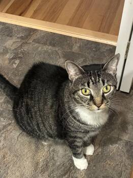 Juniper -  Domestic Short Hair and Tabby Cat for Adoption in Bowie, Maryland - Juniper | PetCurious
