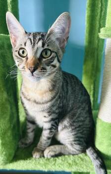 Rescue Domestic Short Hair Cats for Adoption in Liverpool, Texas - Dispo | PetCurious