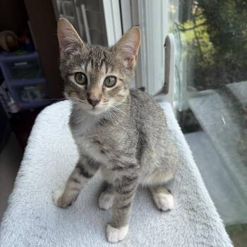 Tootles -  American Shorthair Cat for Adoption in Sandy Springs, Georgia - Tootles | PetCurious