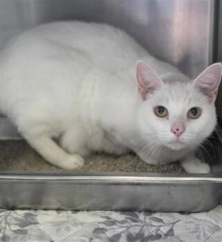 Tiny -  Domestic Short Hair Cat for Adoption in Largo, Florida - Tiny | PetCurious