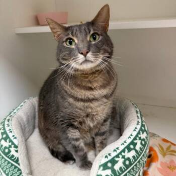 Tommy -  Domestic Short Hair Cat Available for Adoption in Stillwater, Oklahoma - Tommy | PetCurious
