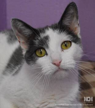 Domestic Short Hair Cats Available for Adoption - Mousey | PetCurious