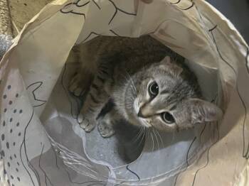 Tabby Cats Available for Adoption in Ormond Beach, Florida - Doyle | PetCurious