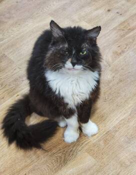 Rescue Domestic Medium Hair Cats for Adoption in Grand Rapids, Michigan - WRECK-IT-RALPH | PetCurious