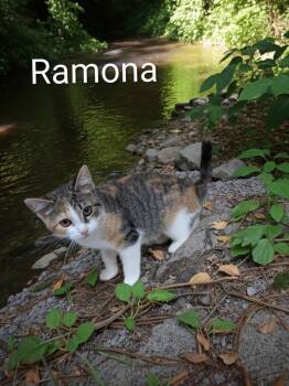 Ramona -  Domestic Short Hair Cat for Adoption in Jim Thorpe, Pennsylvania - Ramona | PetCurious