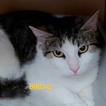 Domestic Short Hair Cats Available for Adoption in Middlebury, Vermont - Birdie | PetCurious