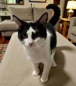 Domestic Short Hair Cats Available for Adoption - Mini | PetCurious