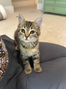 Padre -  Tabby and Domestic Short Hair Cat for Adoption in Buford, Georgia - Padre | PetCurious